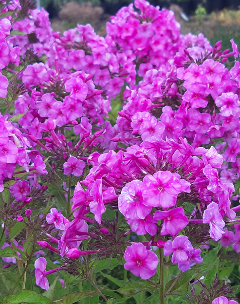 Phlox amplifolia `Pink Lady`